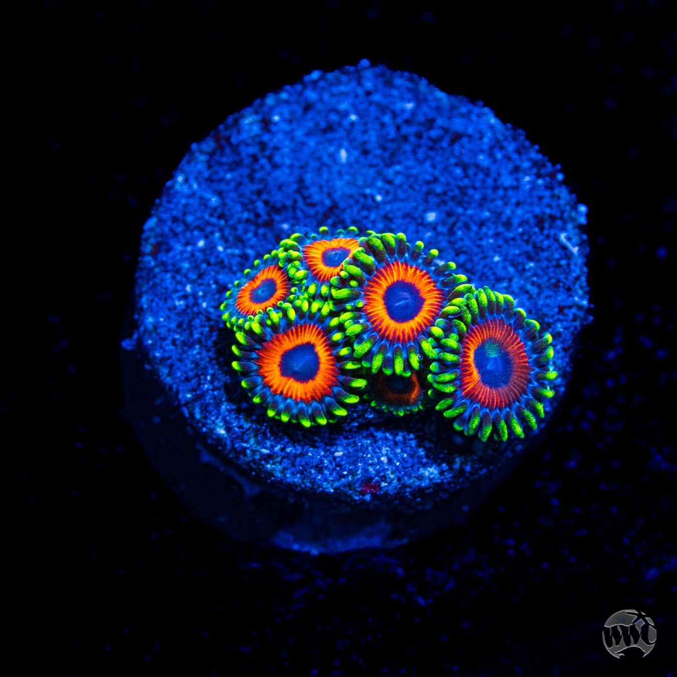 Whammin Watermelon Zoanthids