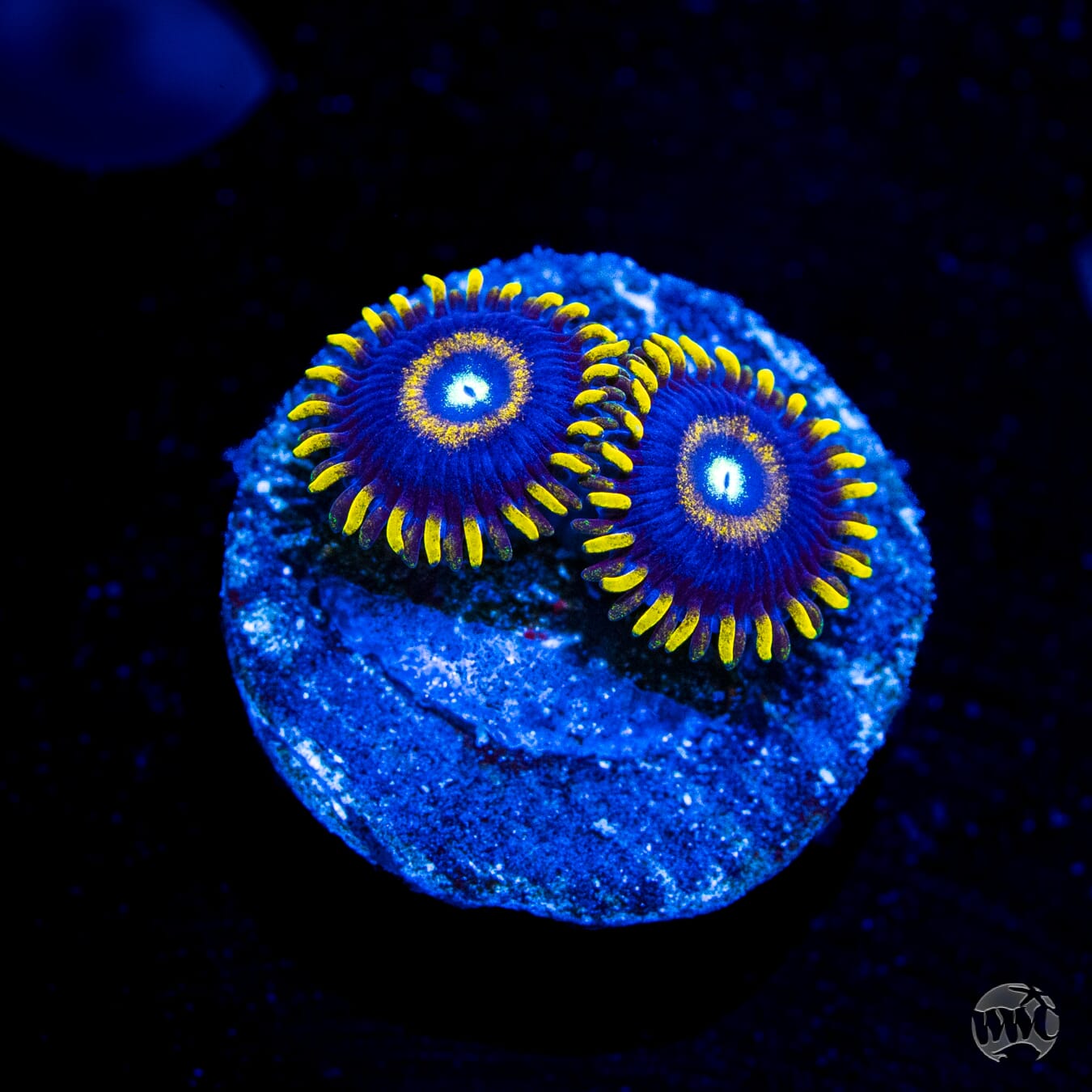 Blue Hornet Zoanthids