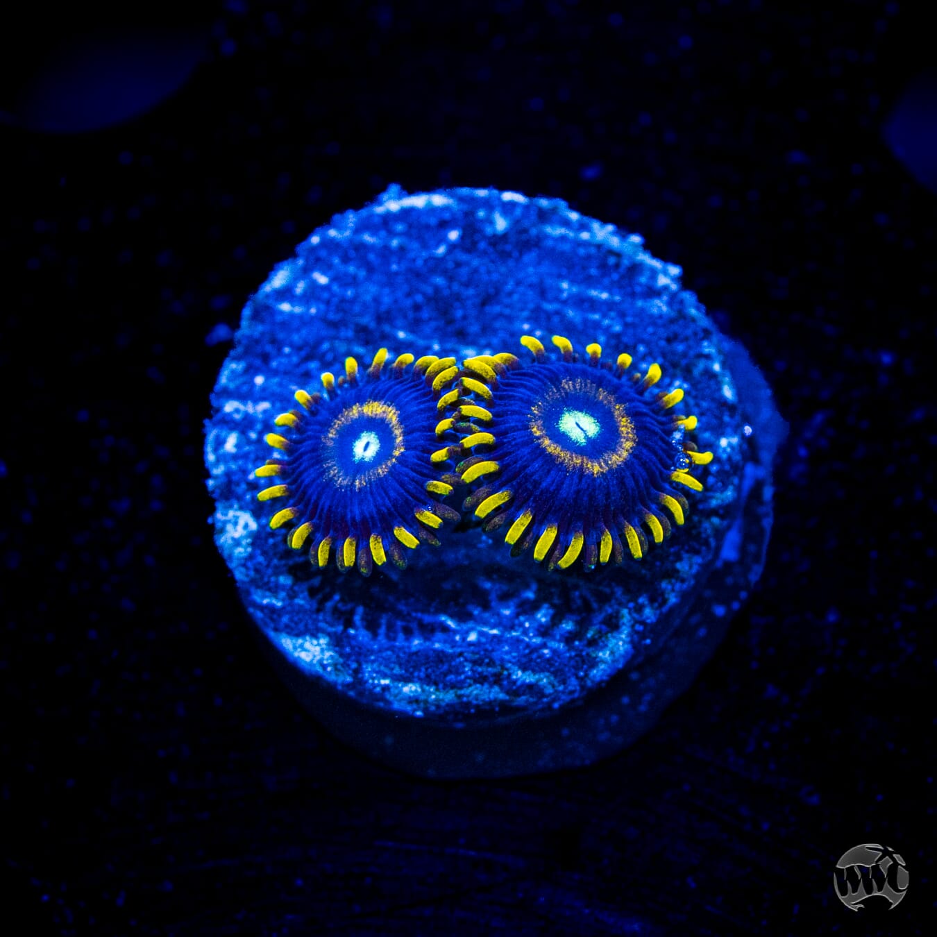 Blue Hornet Zoanthids