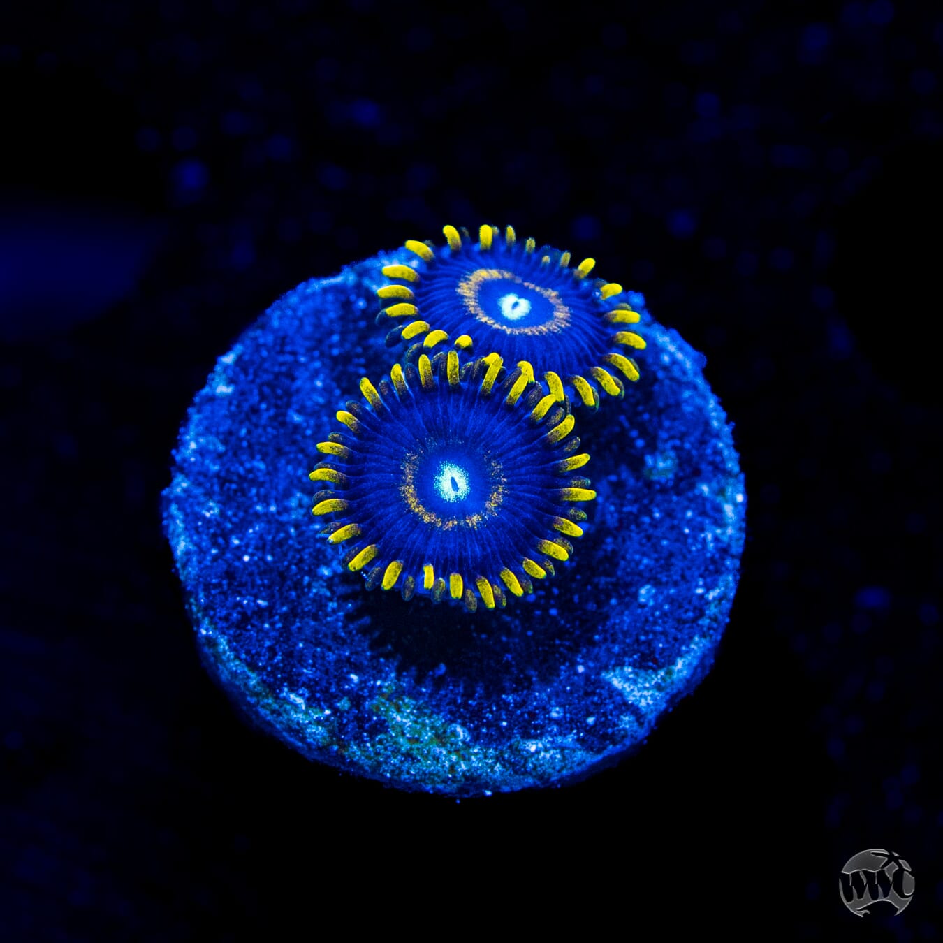 Blue Hornet Zoanthids