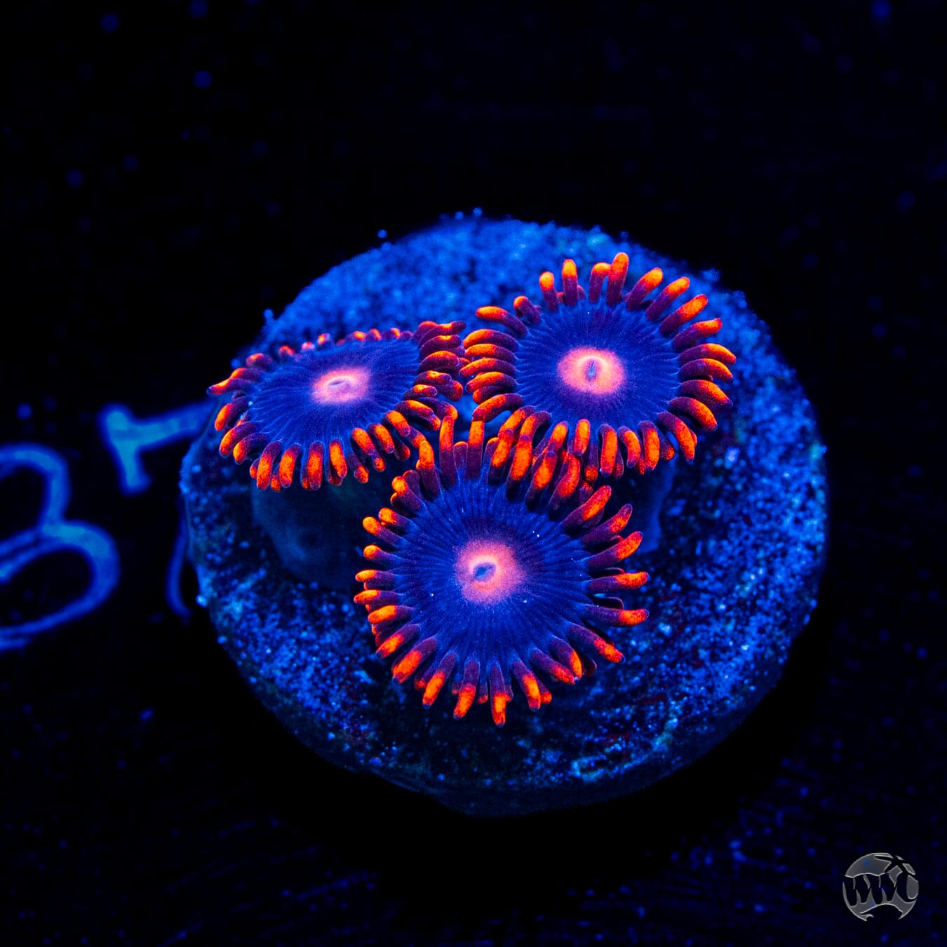 WWC Clementine Zoanthids