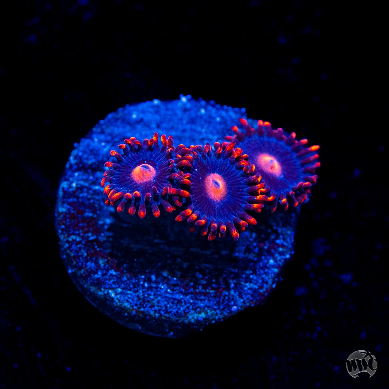 WWC Clementine Zoanthids