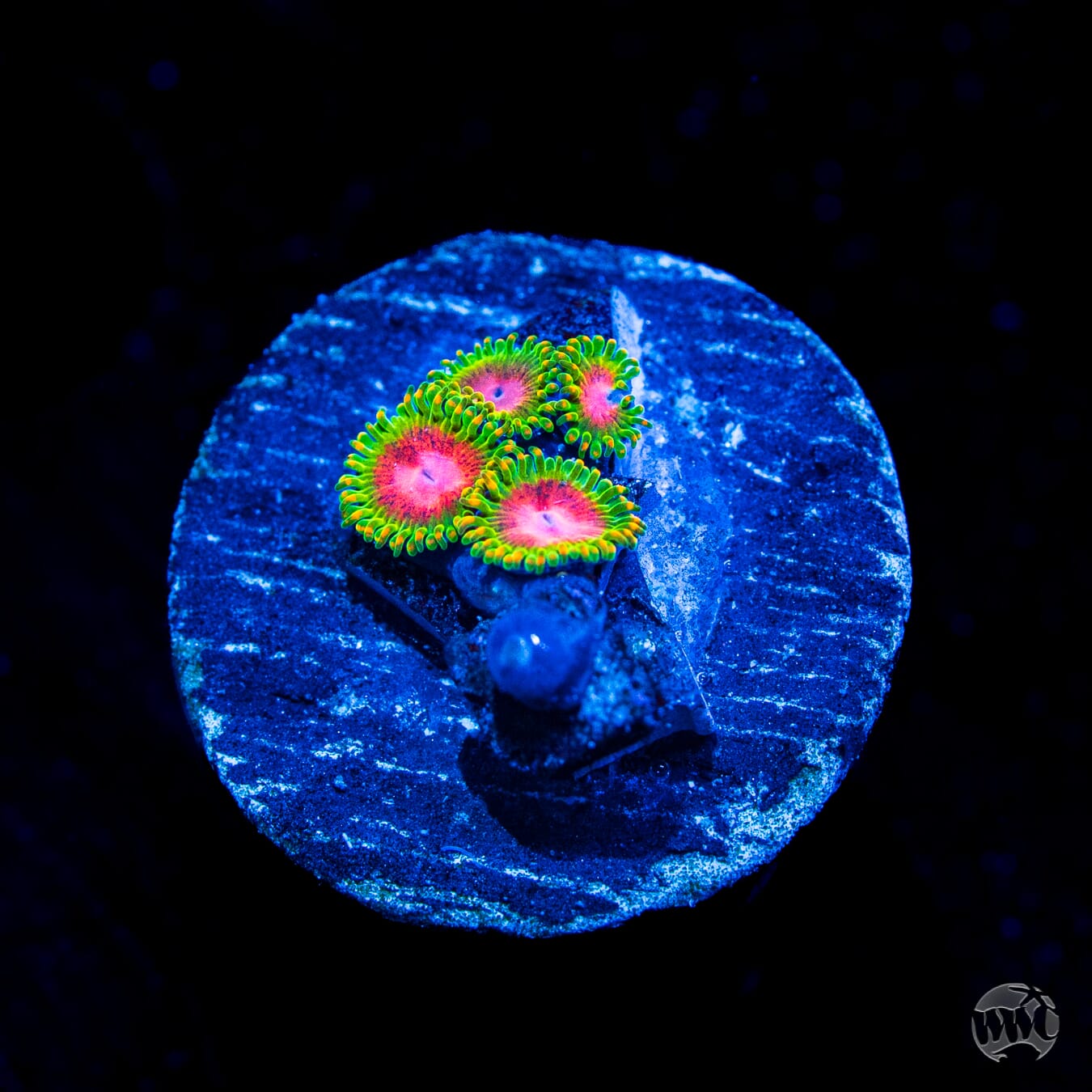 Awesome Blossom Zoanthids