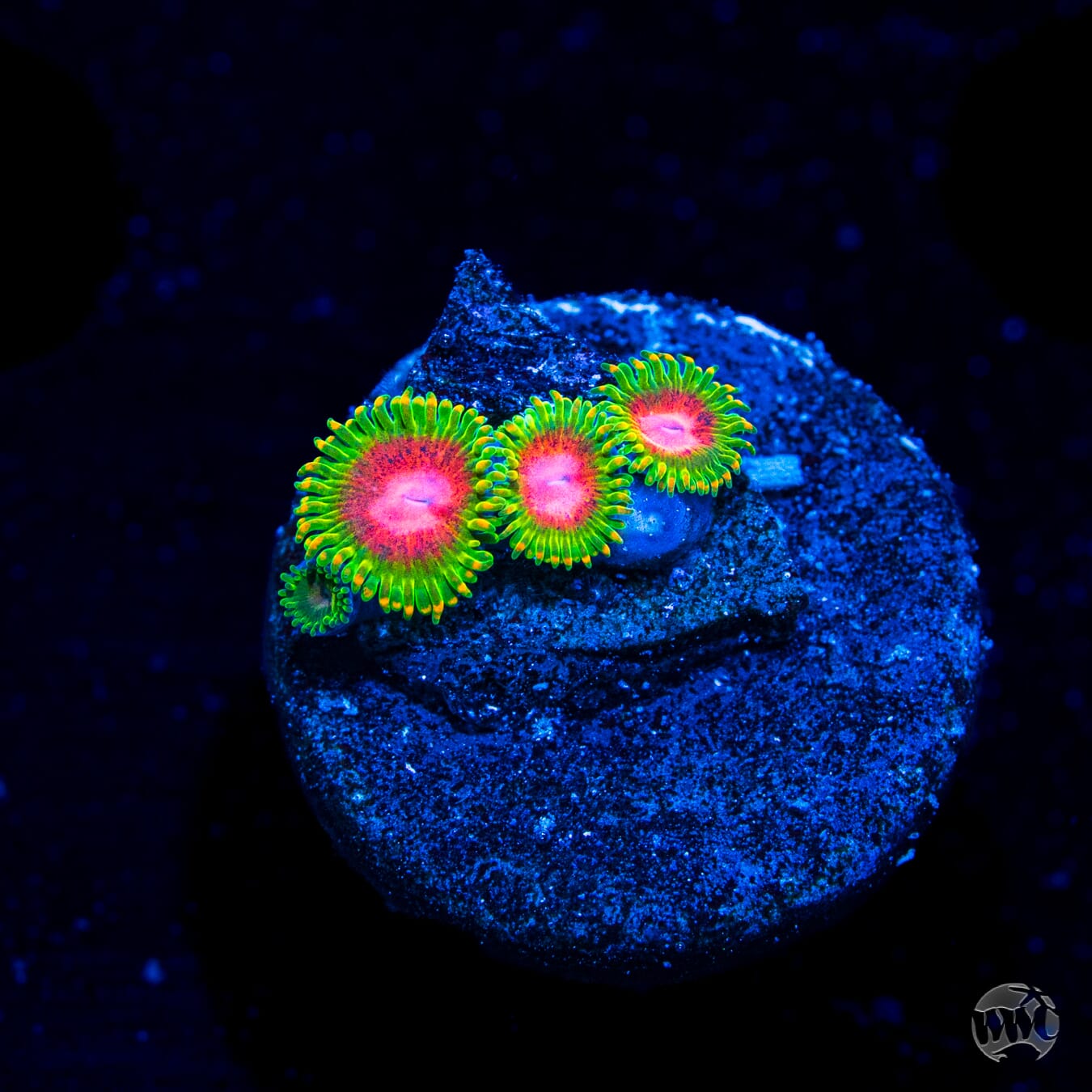 Awesome Blossom Zoanthids