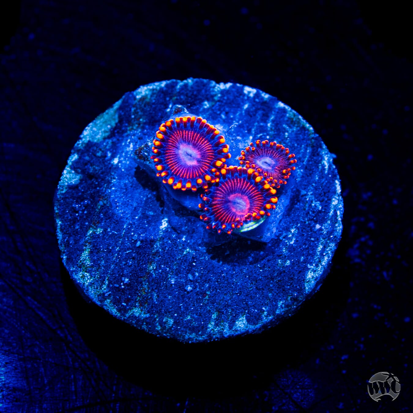 WWC Flaming Dragon Zoanthids