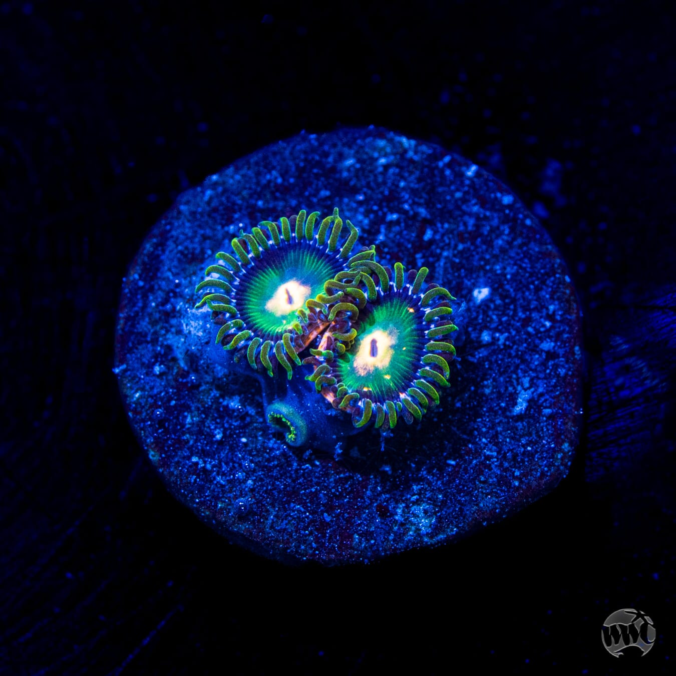 WWC Cosmic Dragon Eye Zoanthids