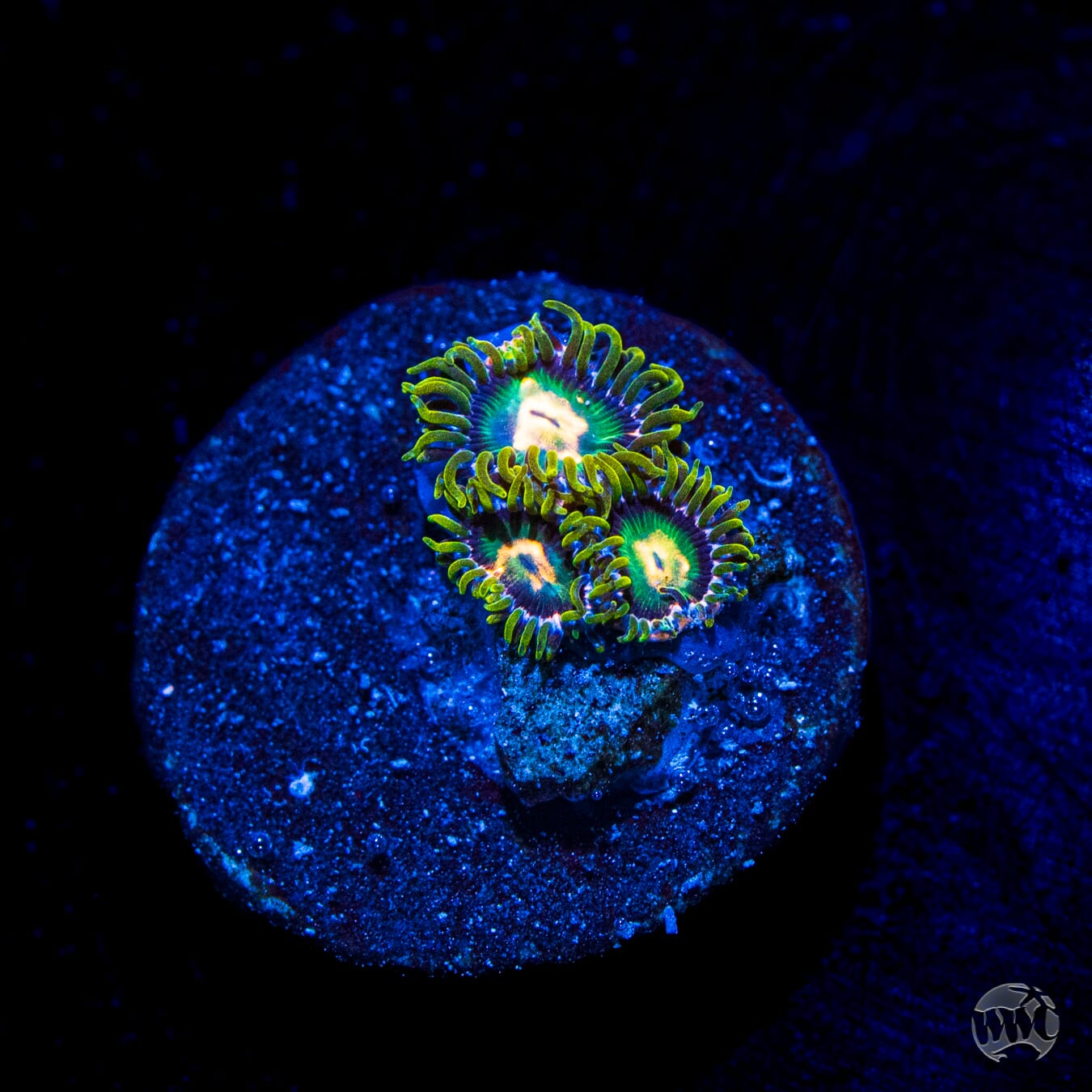 WWC Cosmic Dragon Eye Zoanthids