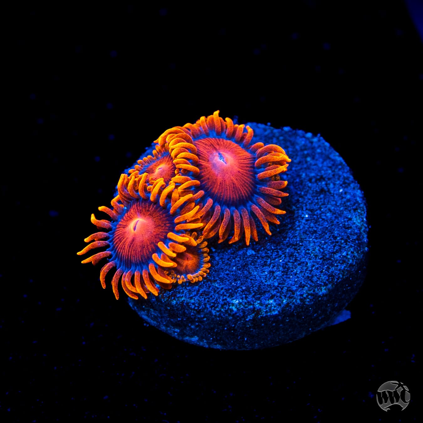 Bam Bamz Zoanthids