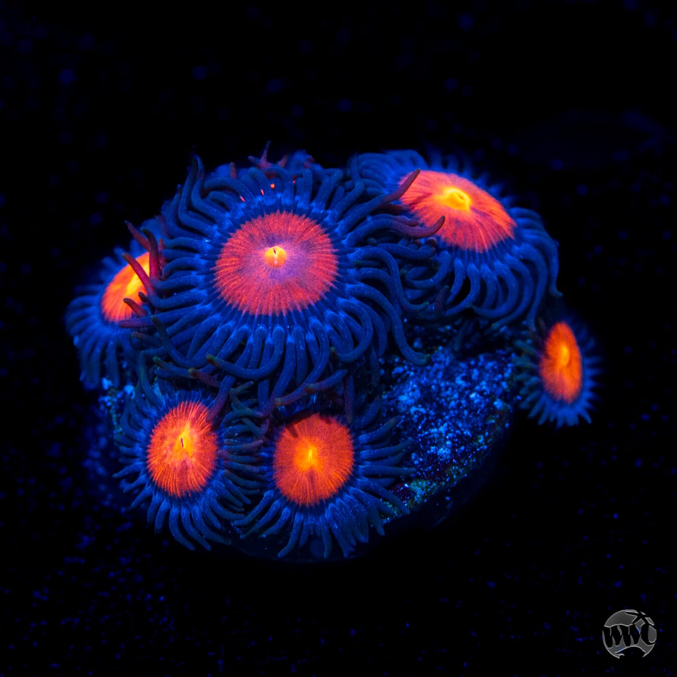 WWC Burning Mans Zoanthids