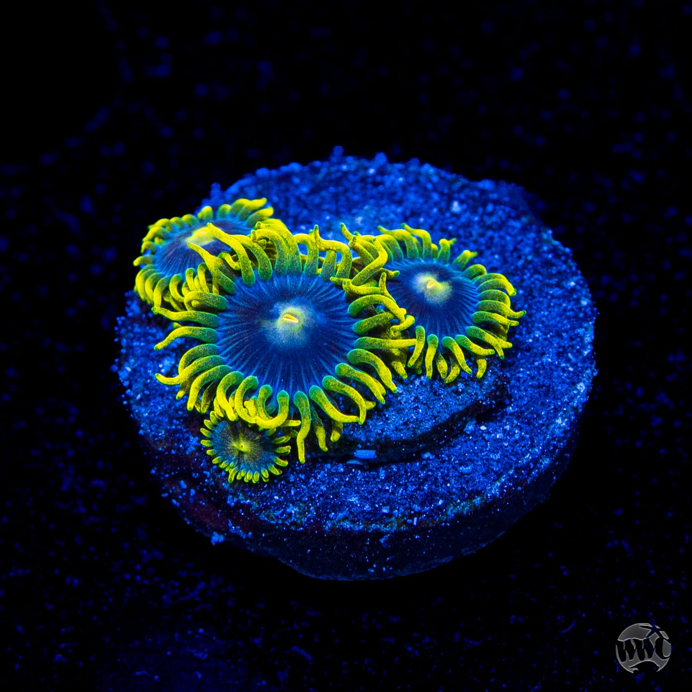 WWC Sunbeam Shuriken Zoanthids