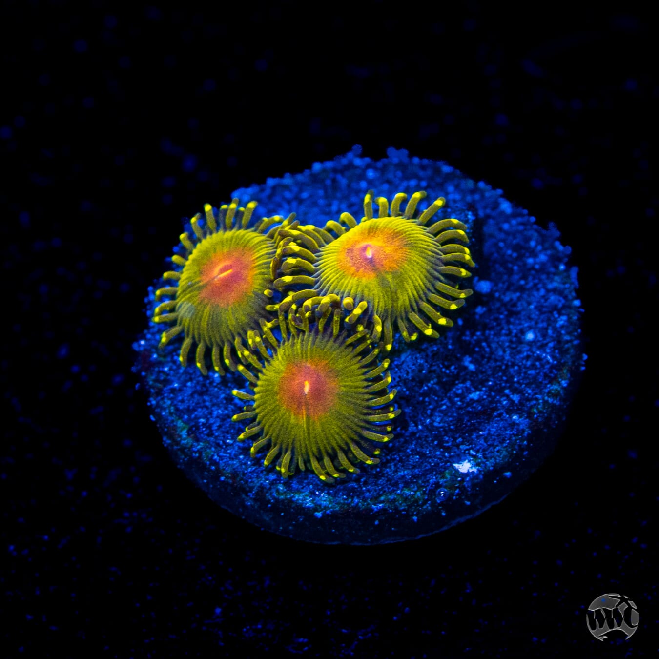 WWC Golden Gods Zoanthids