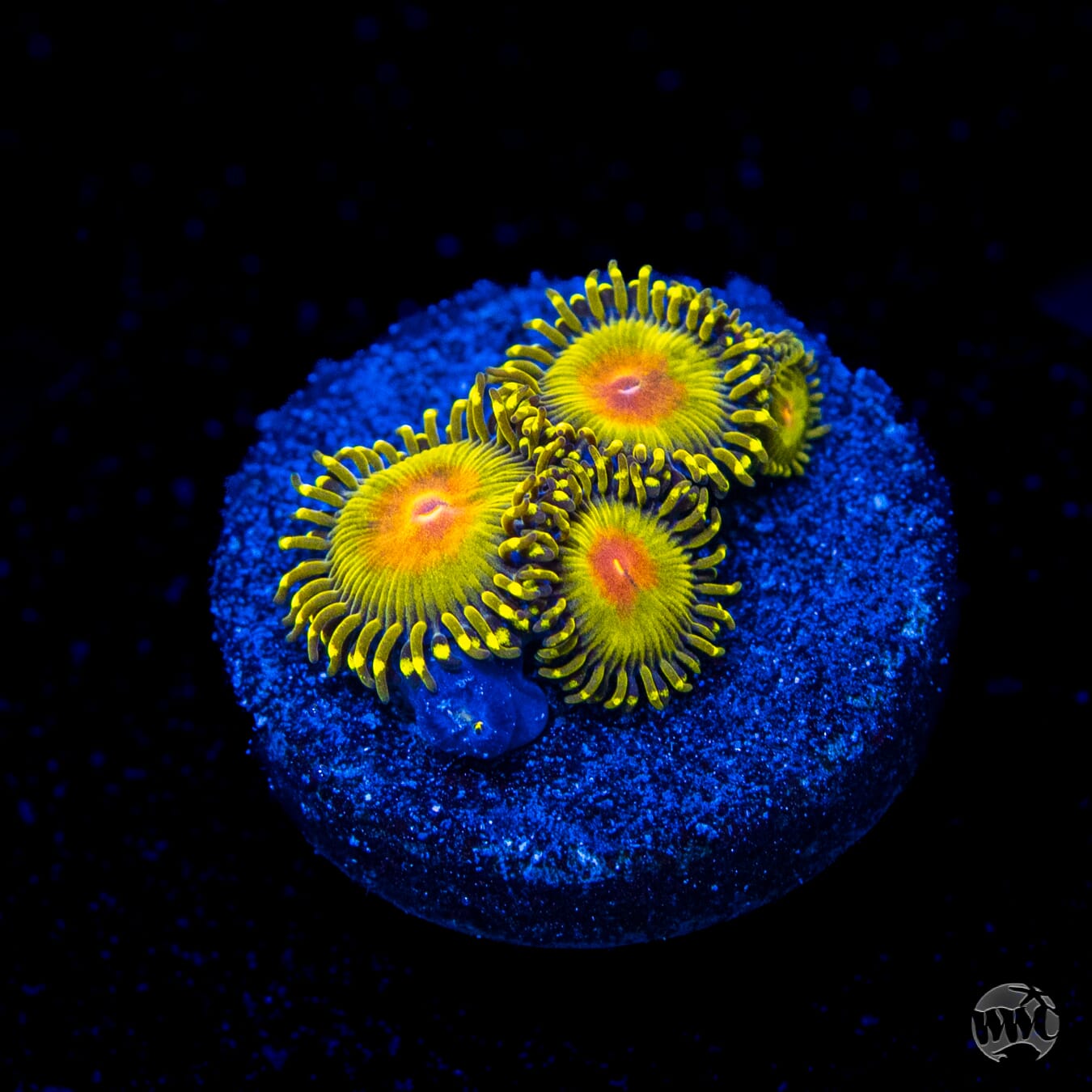 WWC Golden Gods Zoanthids