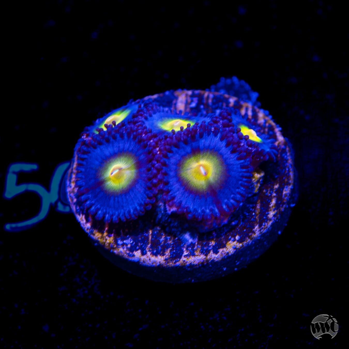 WWC AOI Zoanthids