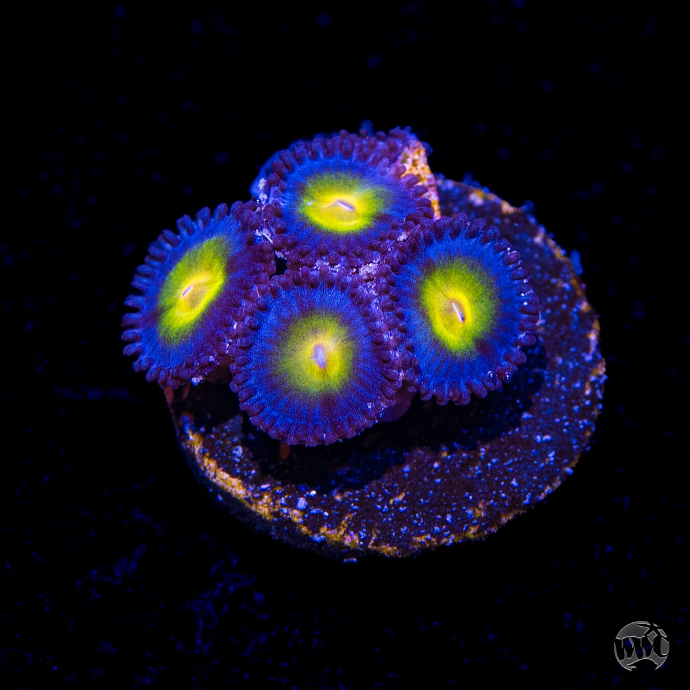 WWC AOI Zoanthids