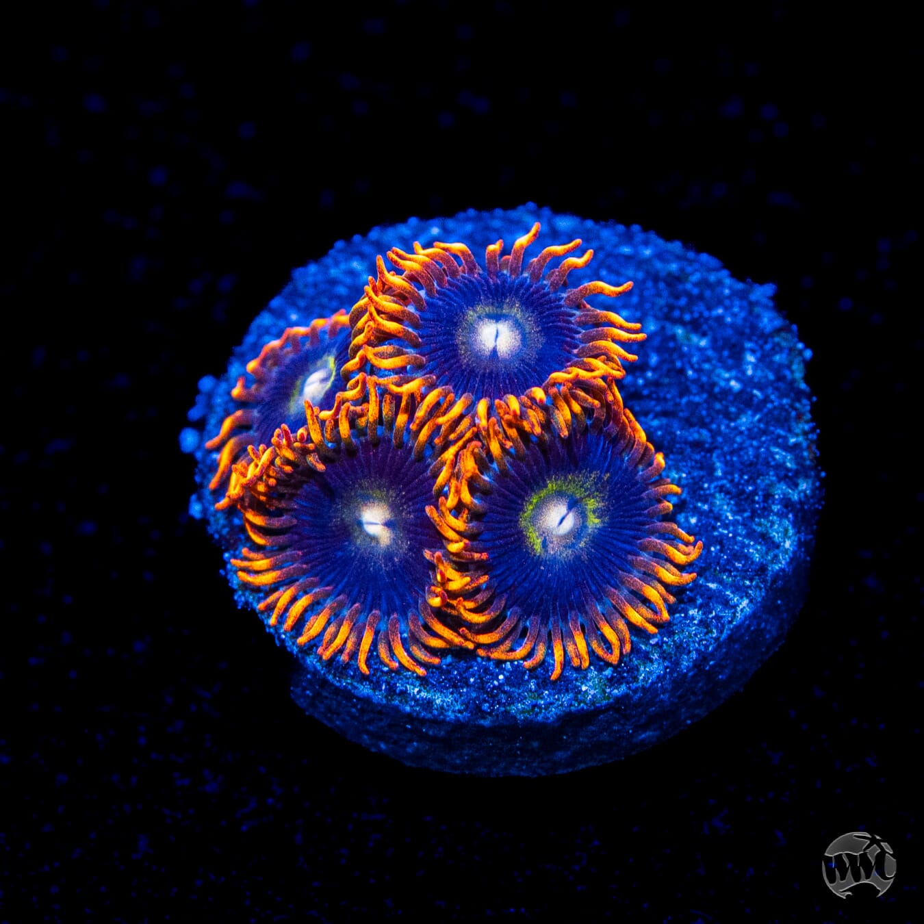 Rainbow Hornet Zoanthids