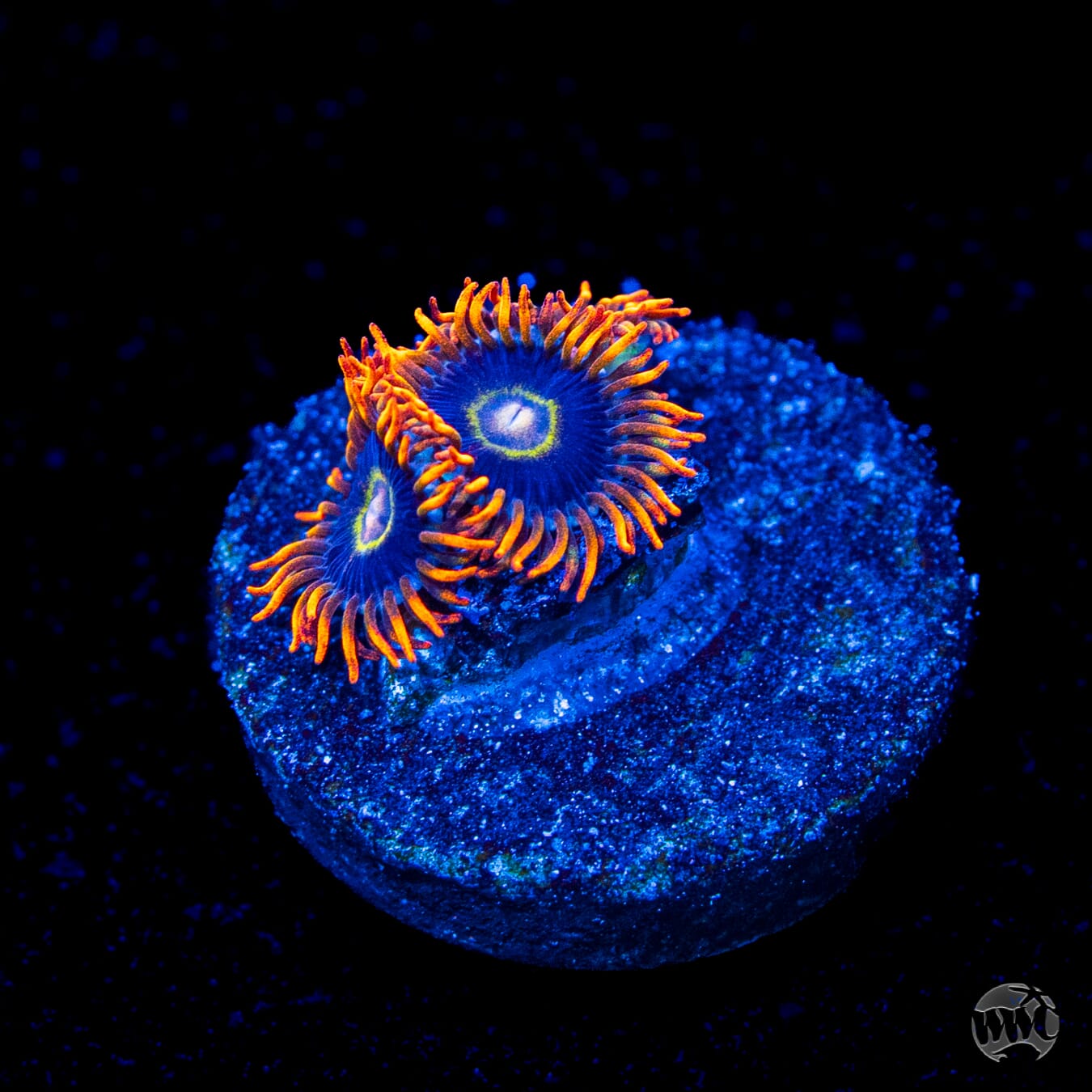 Rainbow Hornet Zoanthids