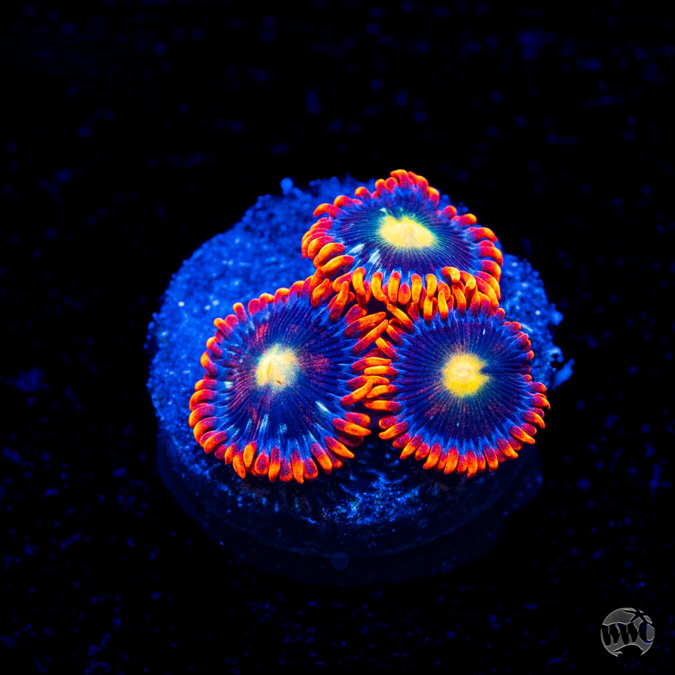 WWC Mandarin Monster Zoanthids