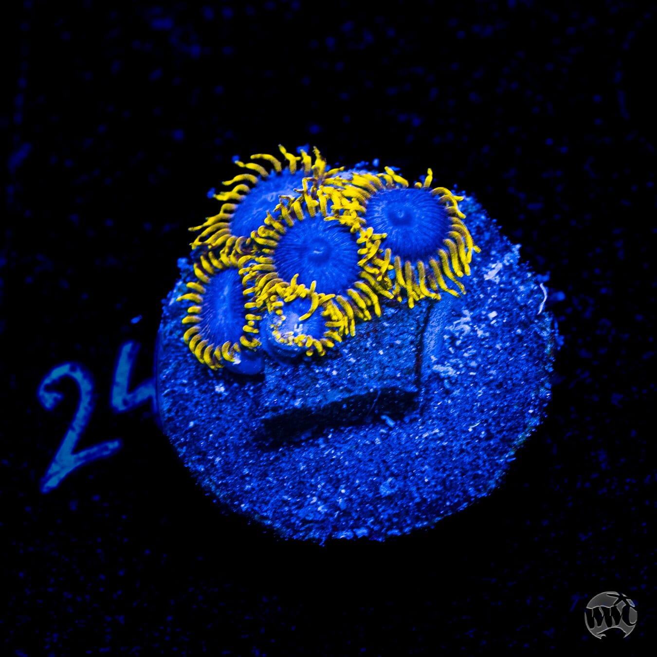WWC Blue Angels Zoanthids