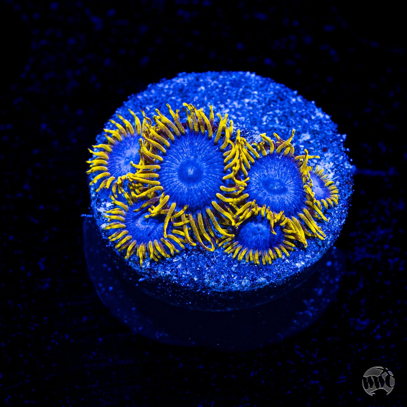 WWC Blue Angels Zoanthids