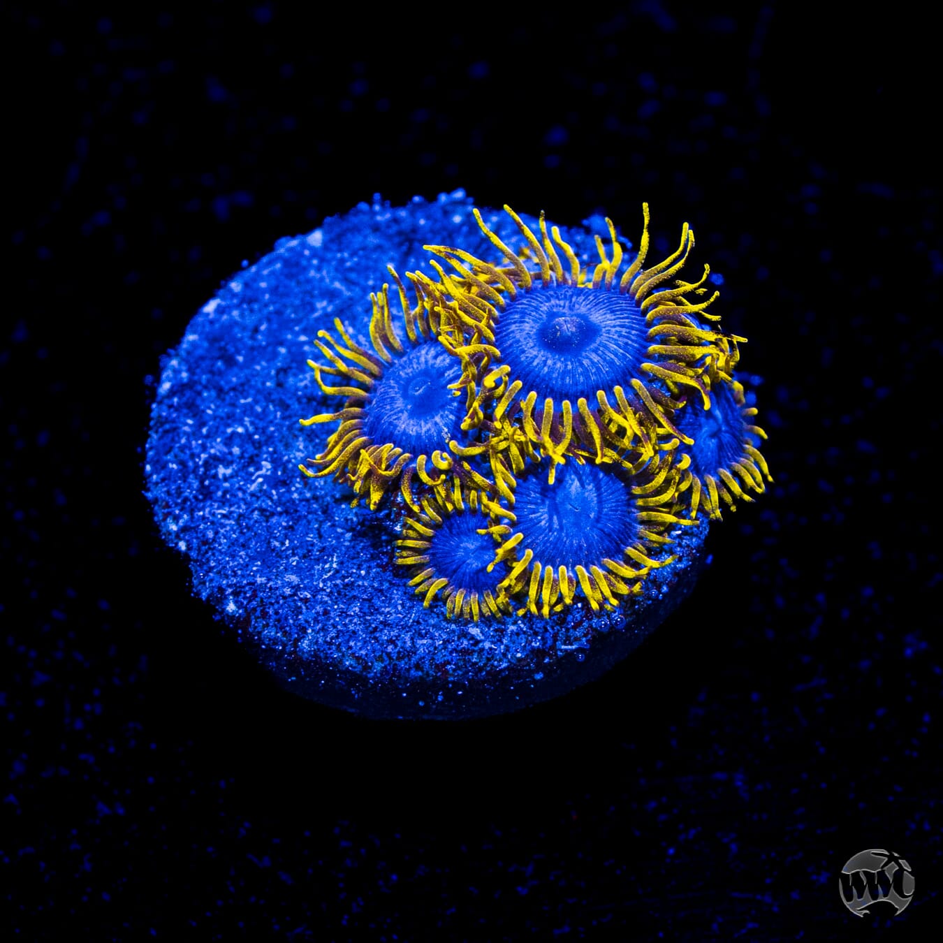 WWC Blue Angels Zoanthids