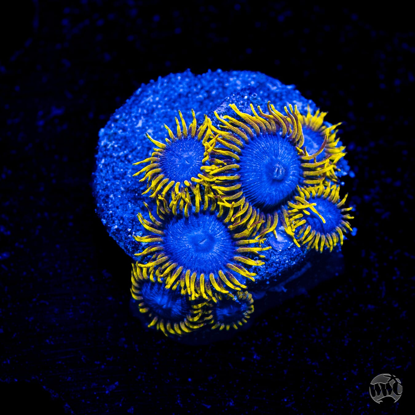 WWC Blue Angels Zoanthids