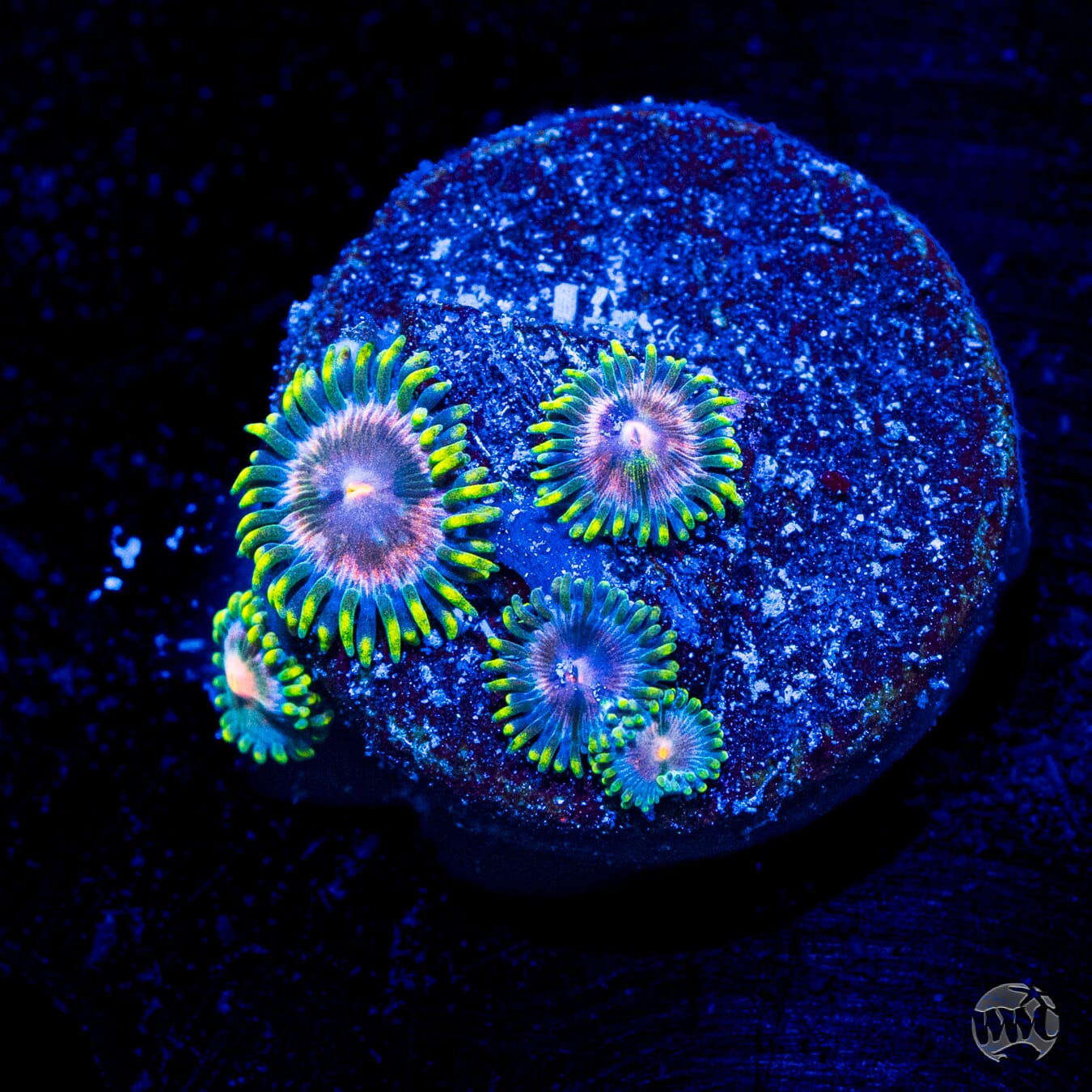 Pinwheel Zoanthids
