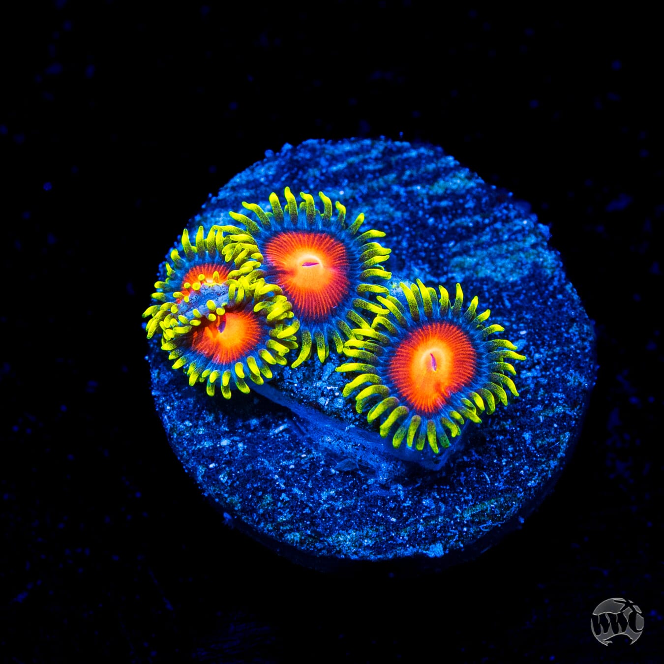 WWC Rising Sun Zoanthids