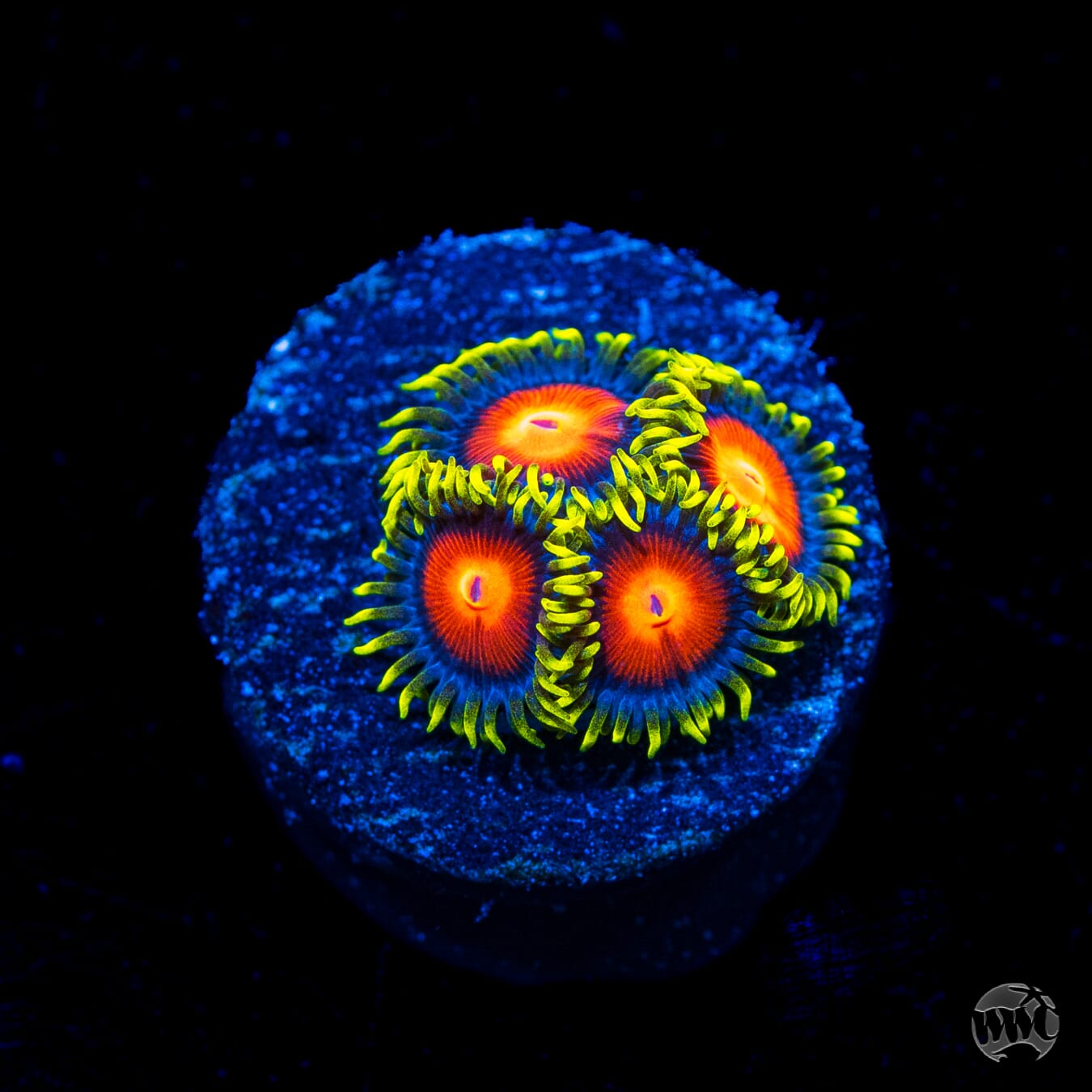 WWC Rising Sun Zoanthids