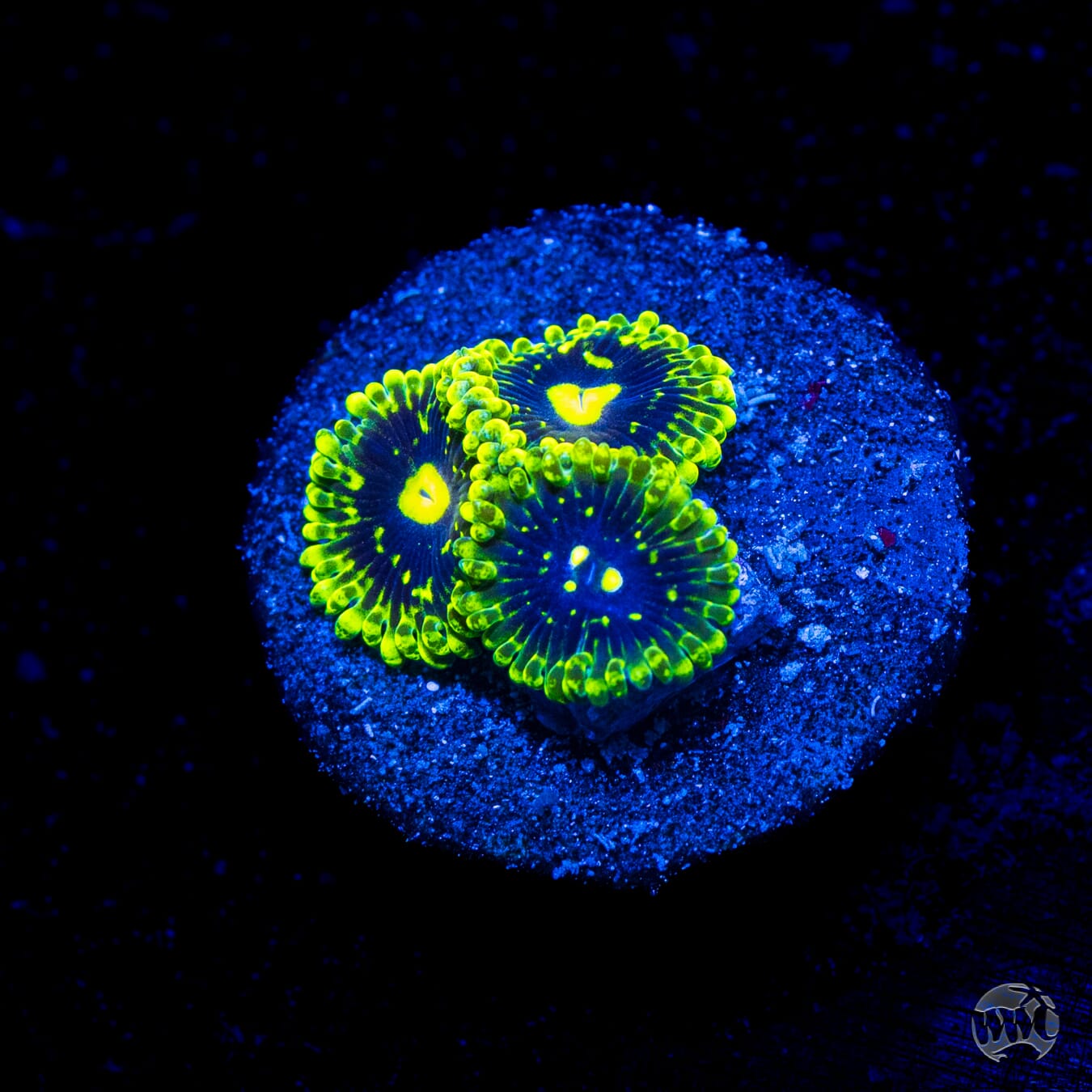 Exosphere Zoanthids