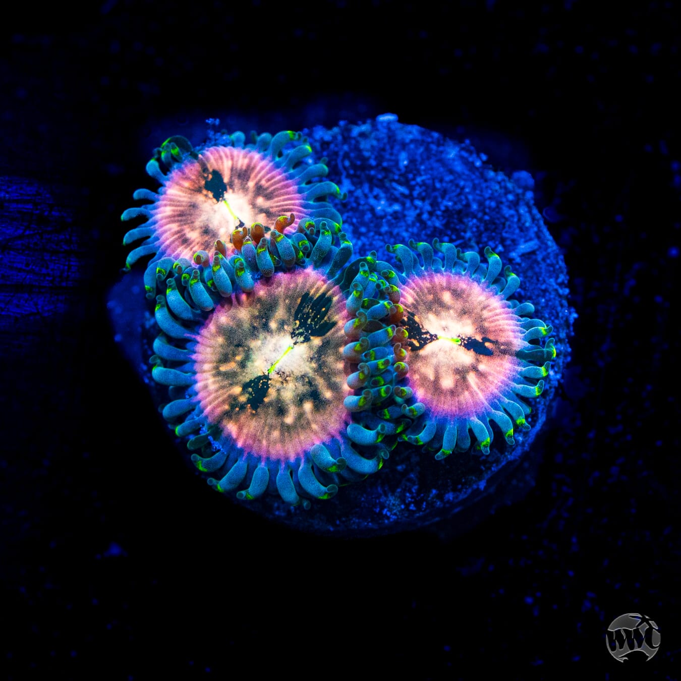 Hawaiian Ding Dang Zoanthids
