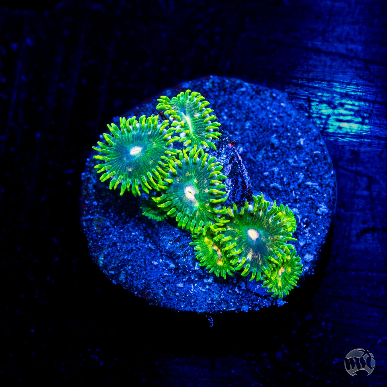 WWC Emerald Dream Zoanthids