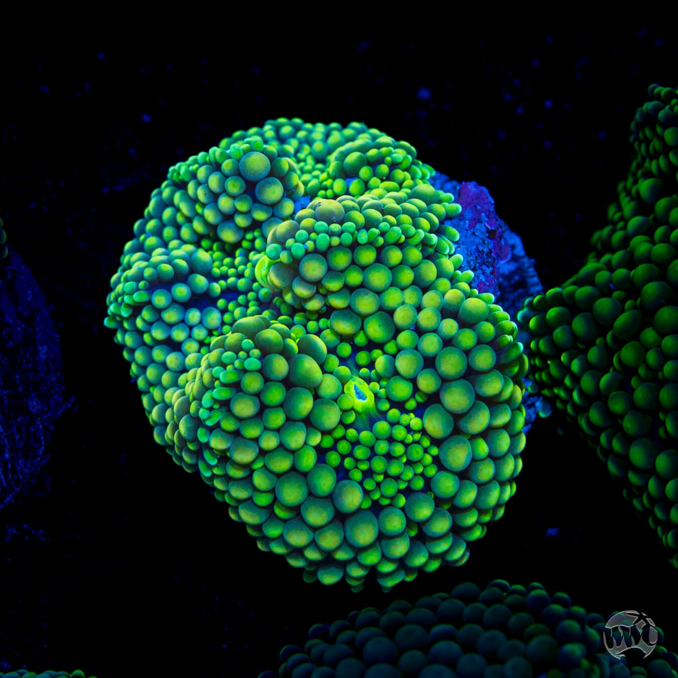 Limelight Ricordea Mushroom