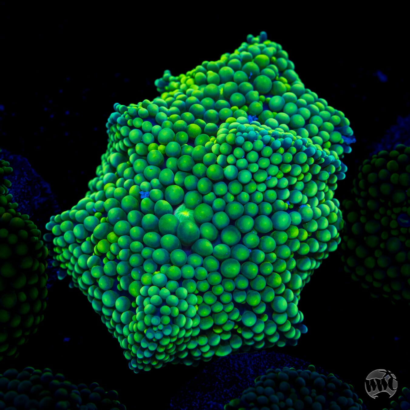Limelight Ricordea Mushroom