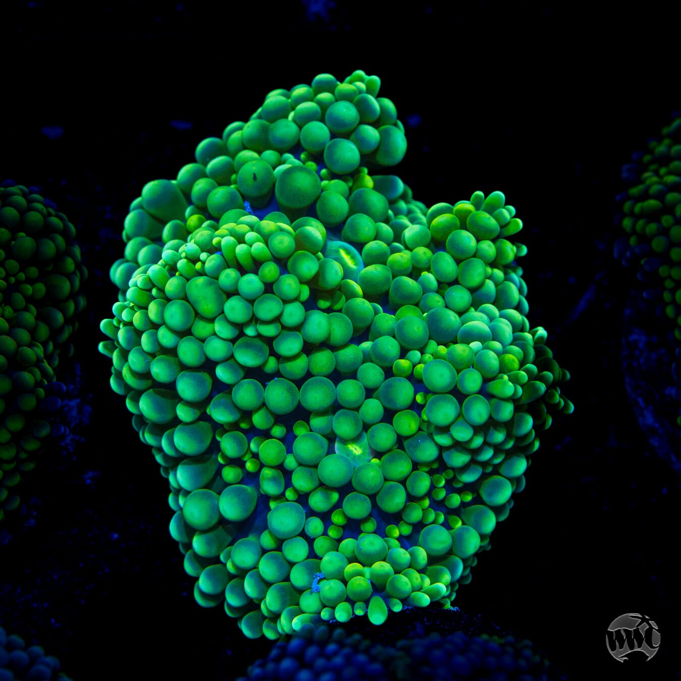 Limelight Ricordea Mushroom