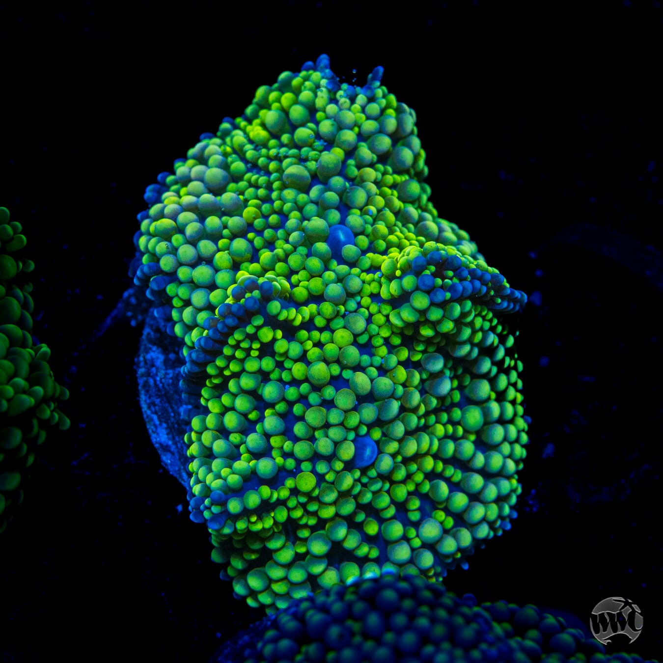 Limelight Ricordea Mushroom