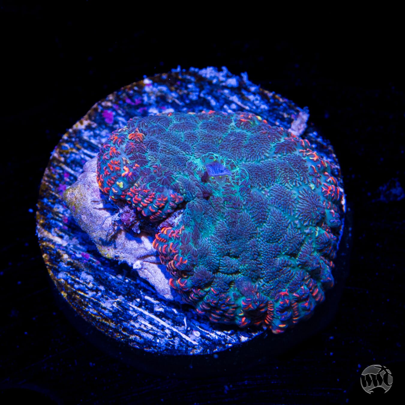 Molten Rim Rhodactis Mushroom