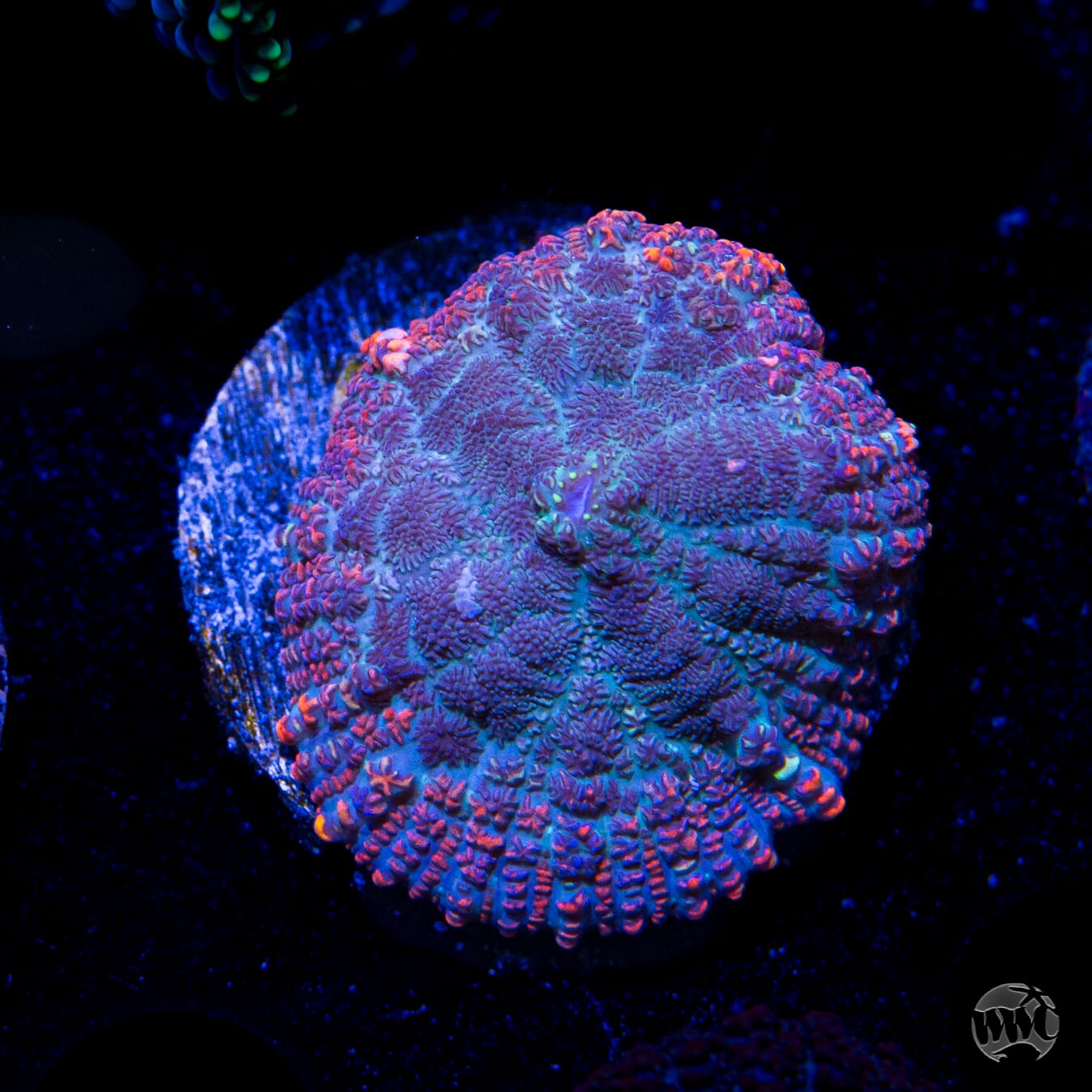 Molten Rim Rhodactis Mushroom