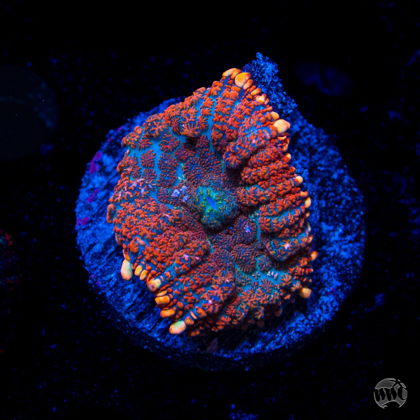 Superman Rhodactis Mushroom