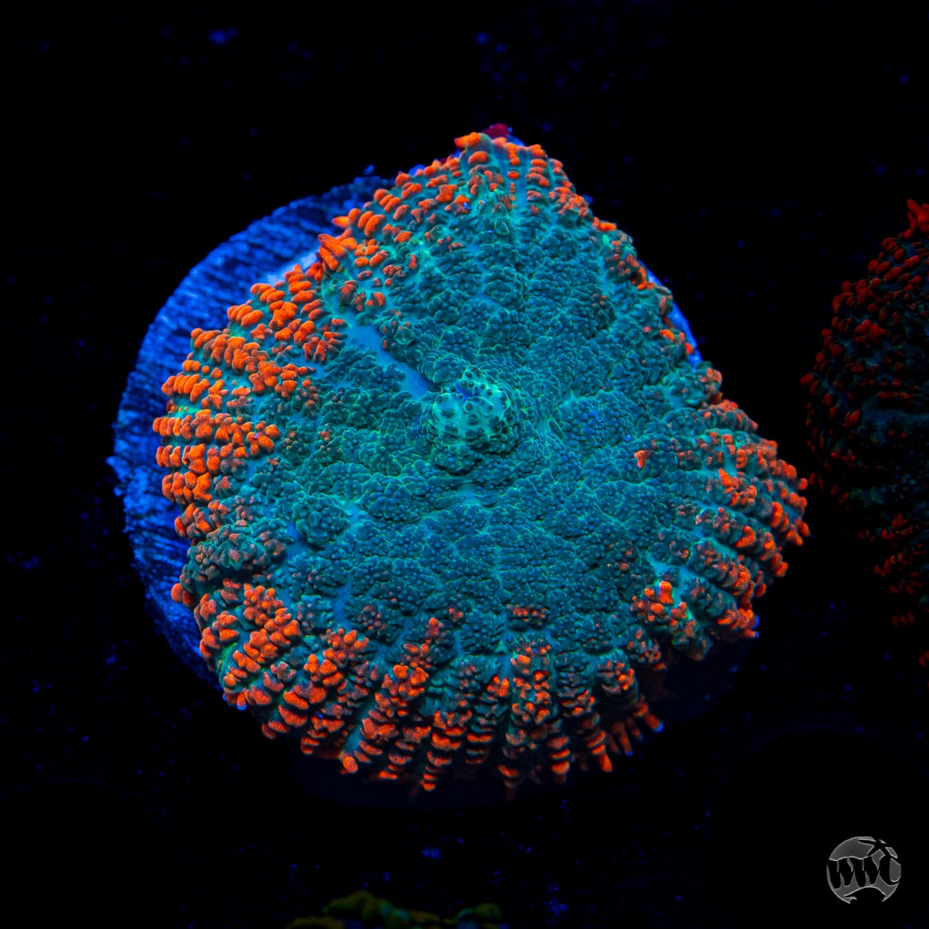 WWC Dragon Pulse Rhodactis Mushroom