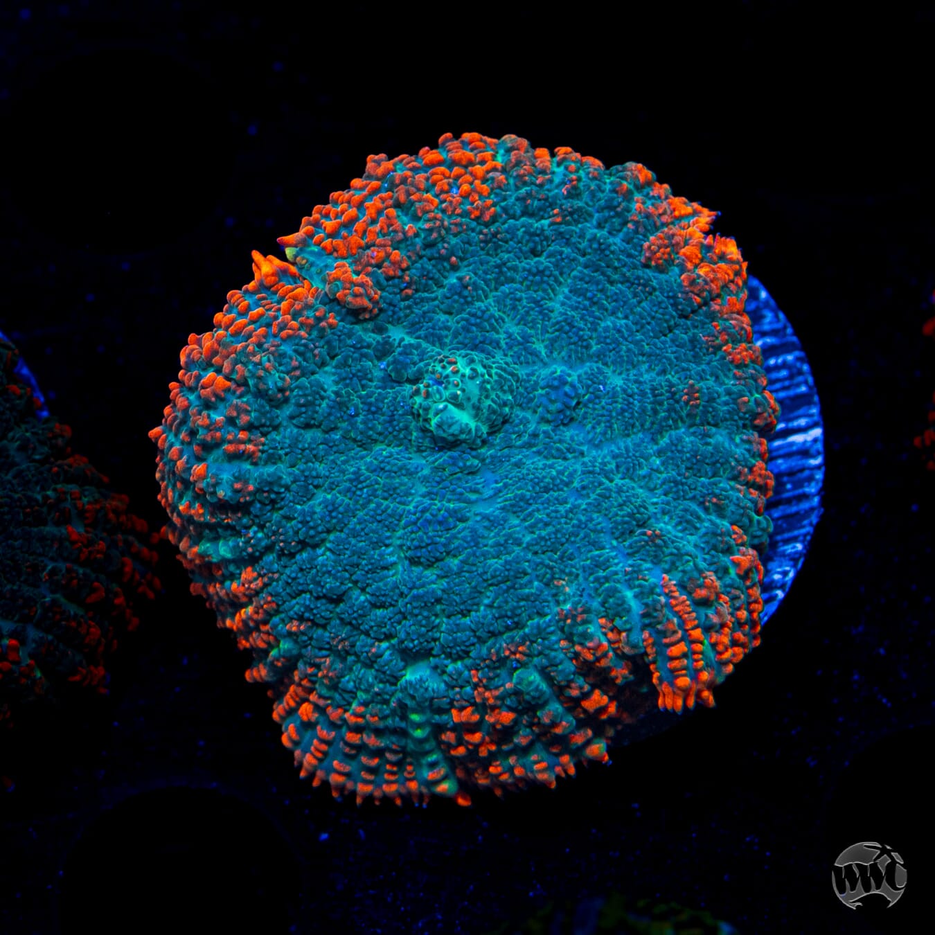 Dragon Pulse Rhodactis Mushroom