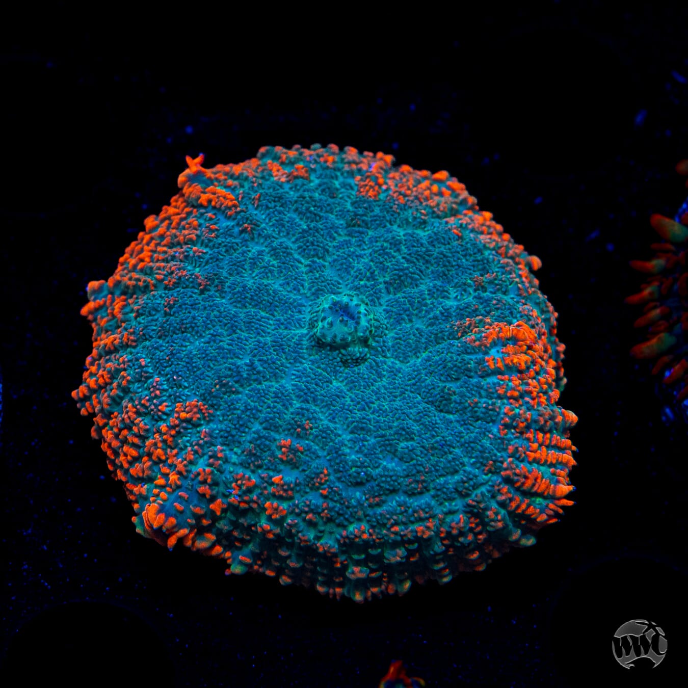 Dragon Pulse Rhodactis Mushroom