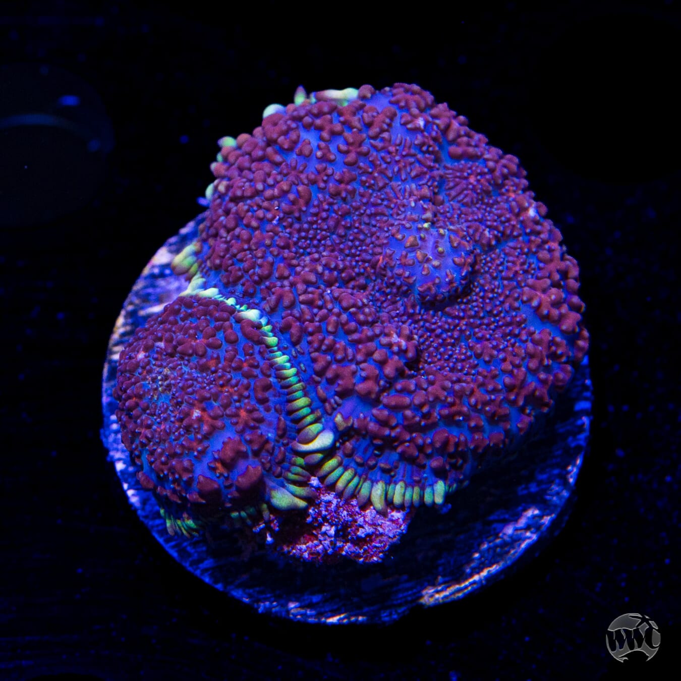 Purple Haze Rhodactis Mushroom
