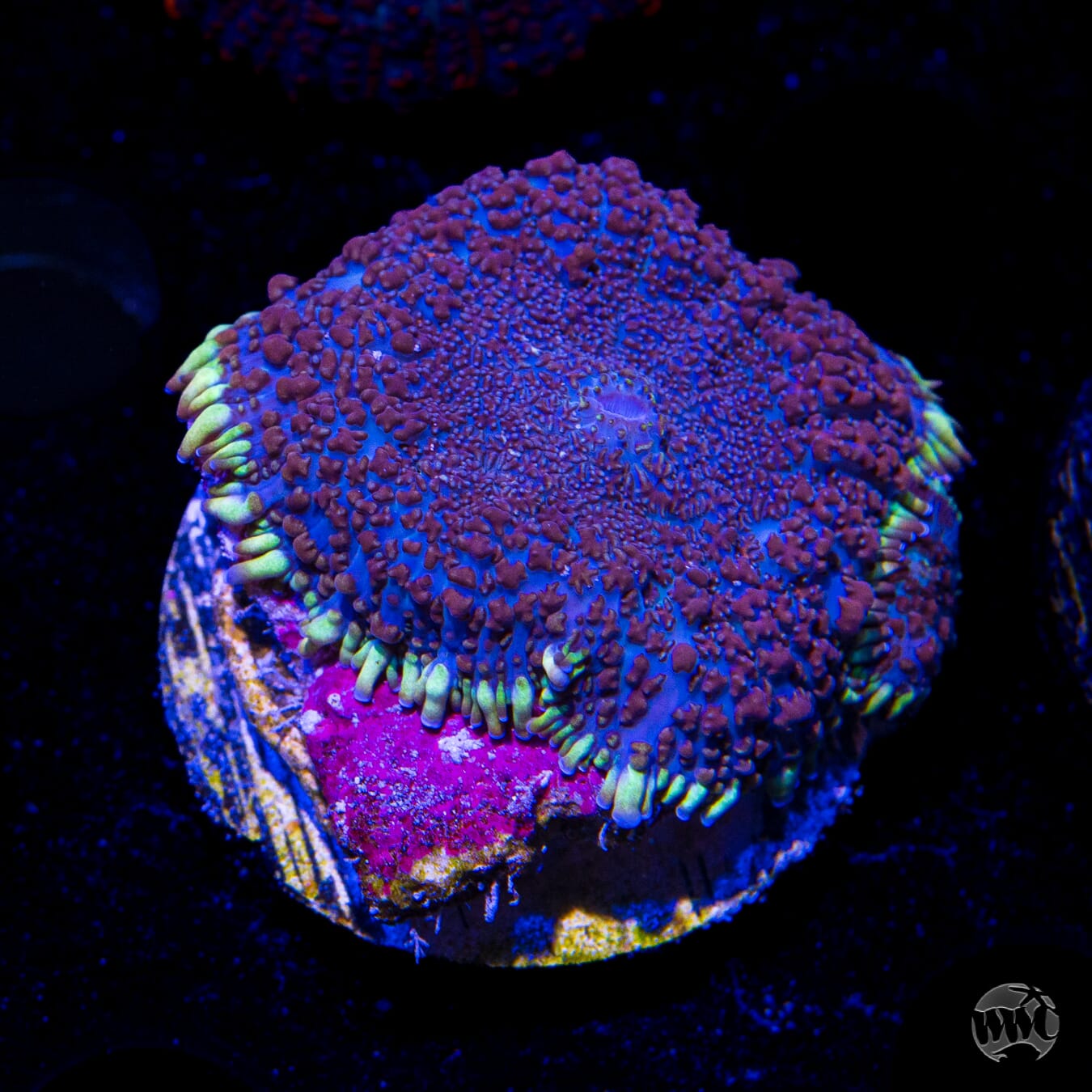 Purple Haze Rhodactis Mushroom