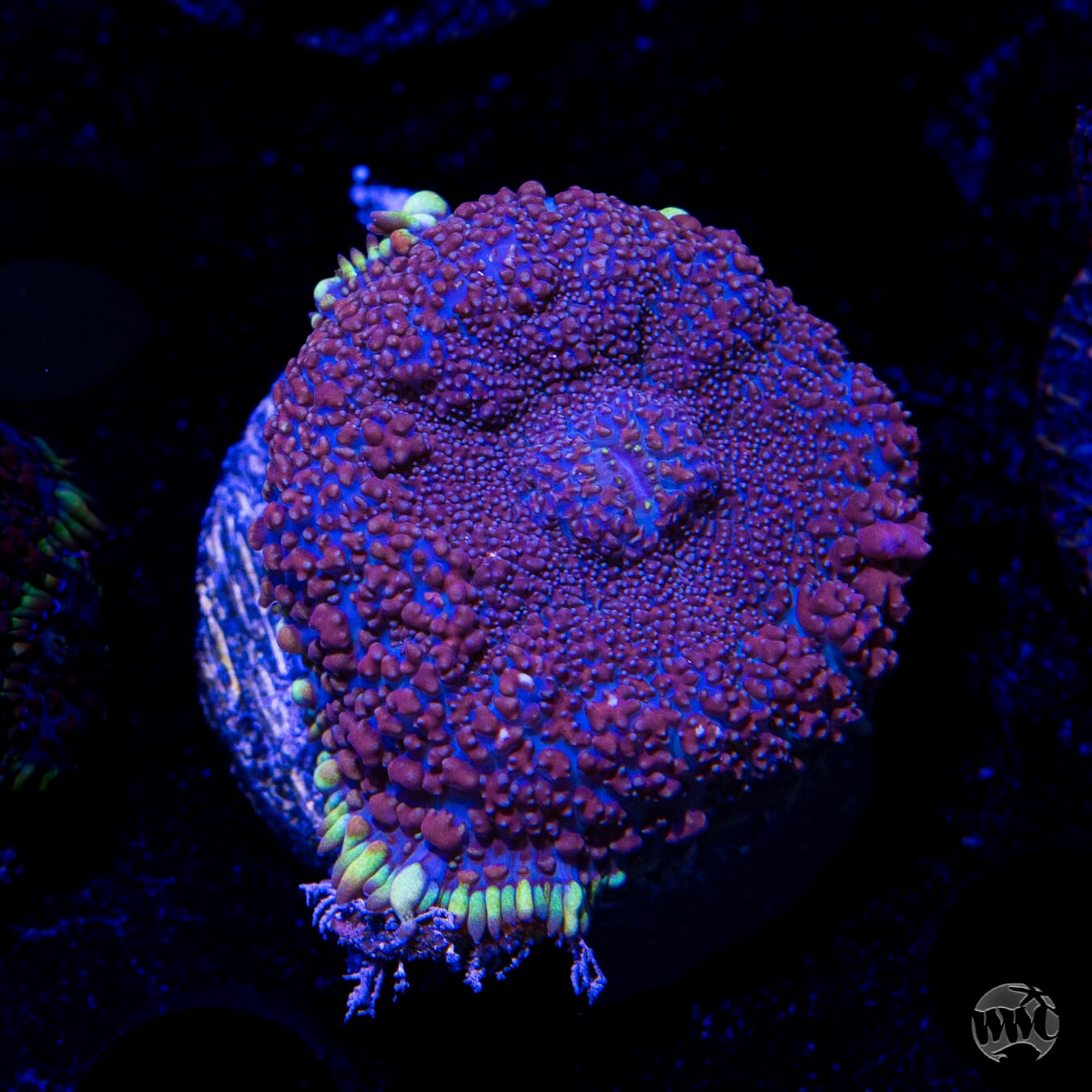 Purple Haze Rhodactis Mushroom