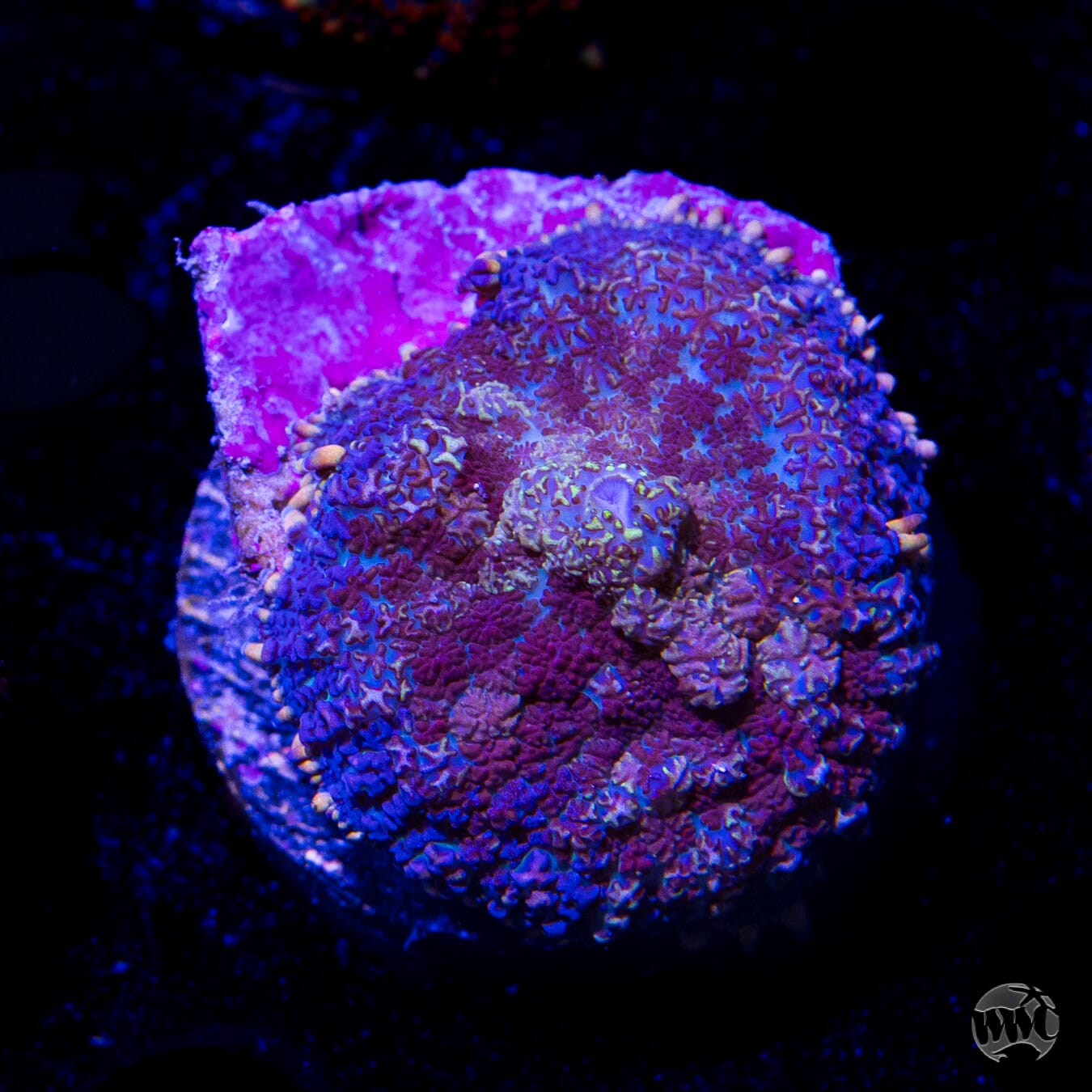 Purple Haze Rhodactis Mushroom
