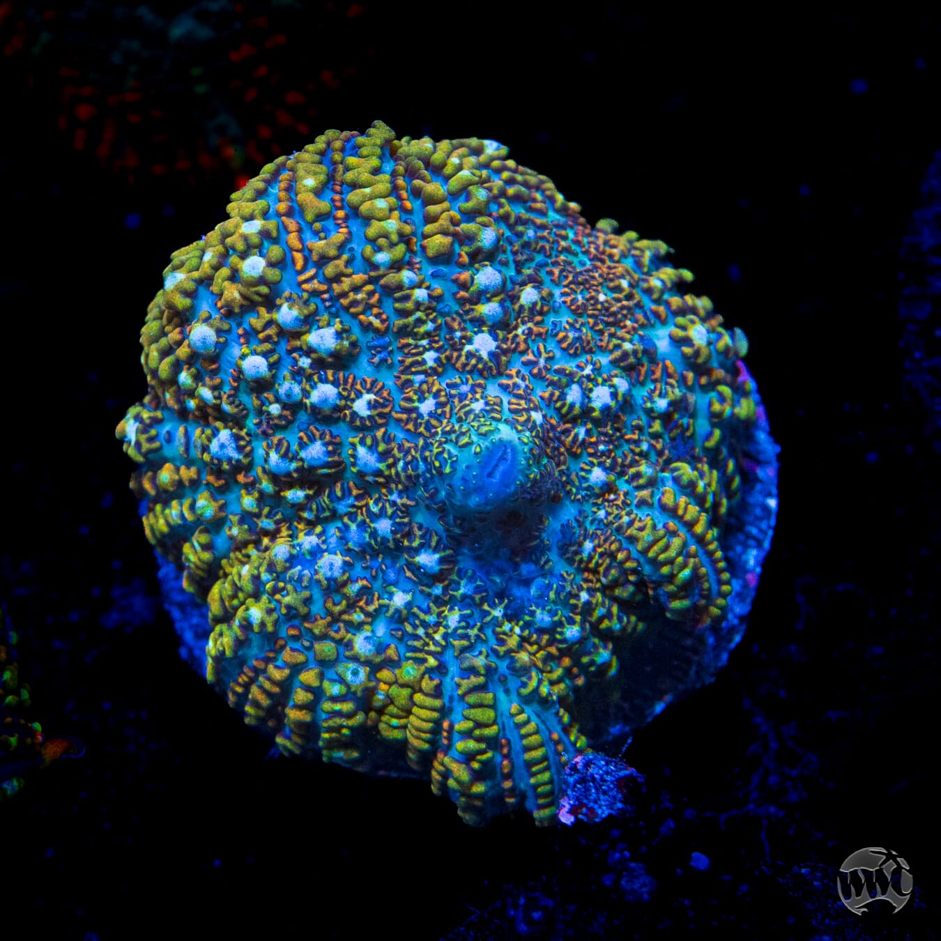 Defibrilator Rhodactis Mushroom