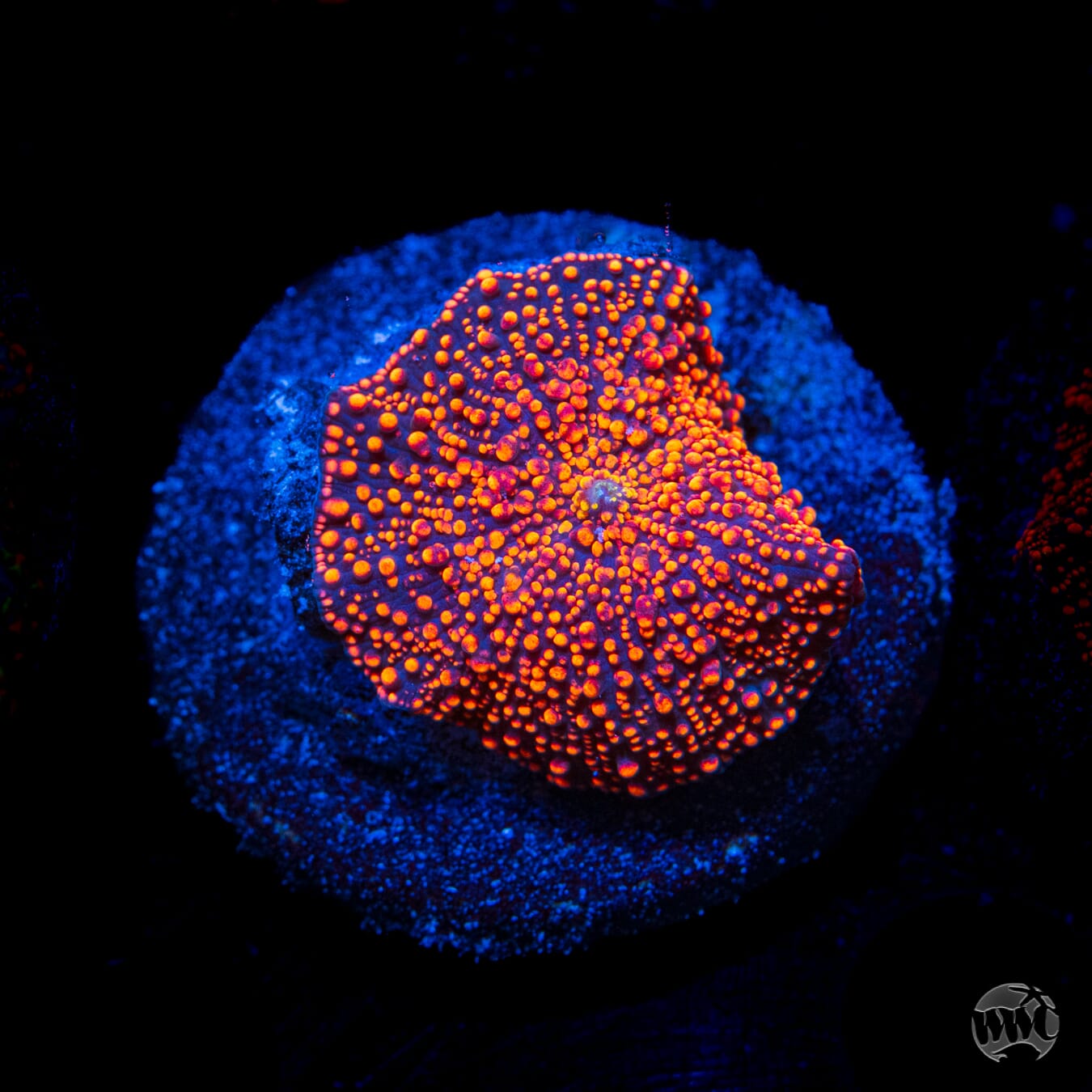 Orange Interstellar Mushroom