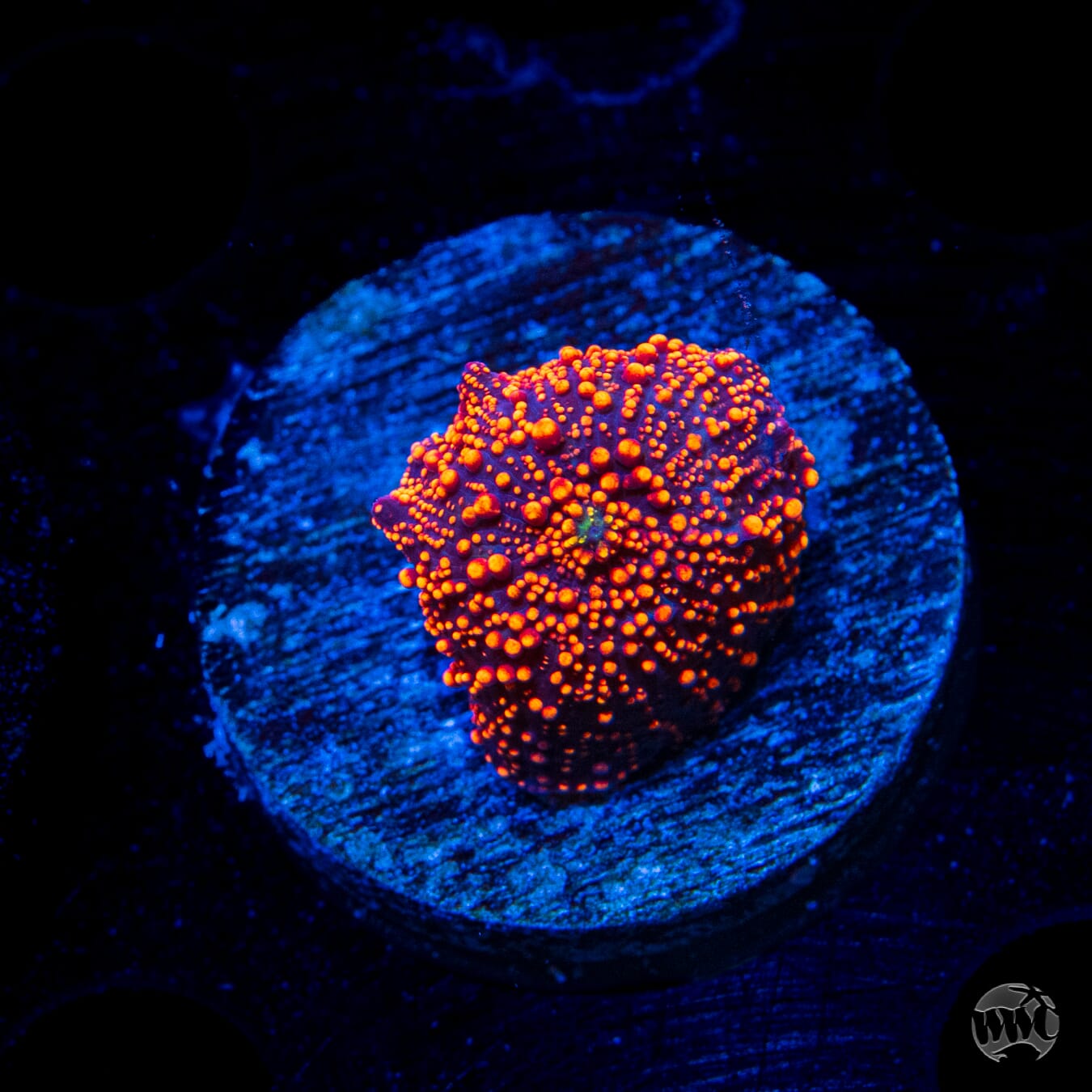 Orange Interstellar Mushroom