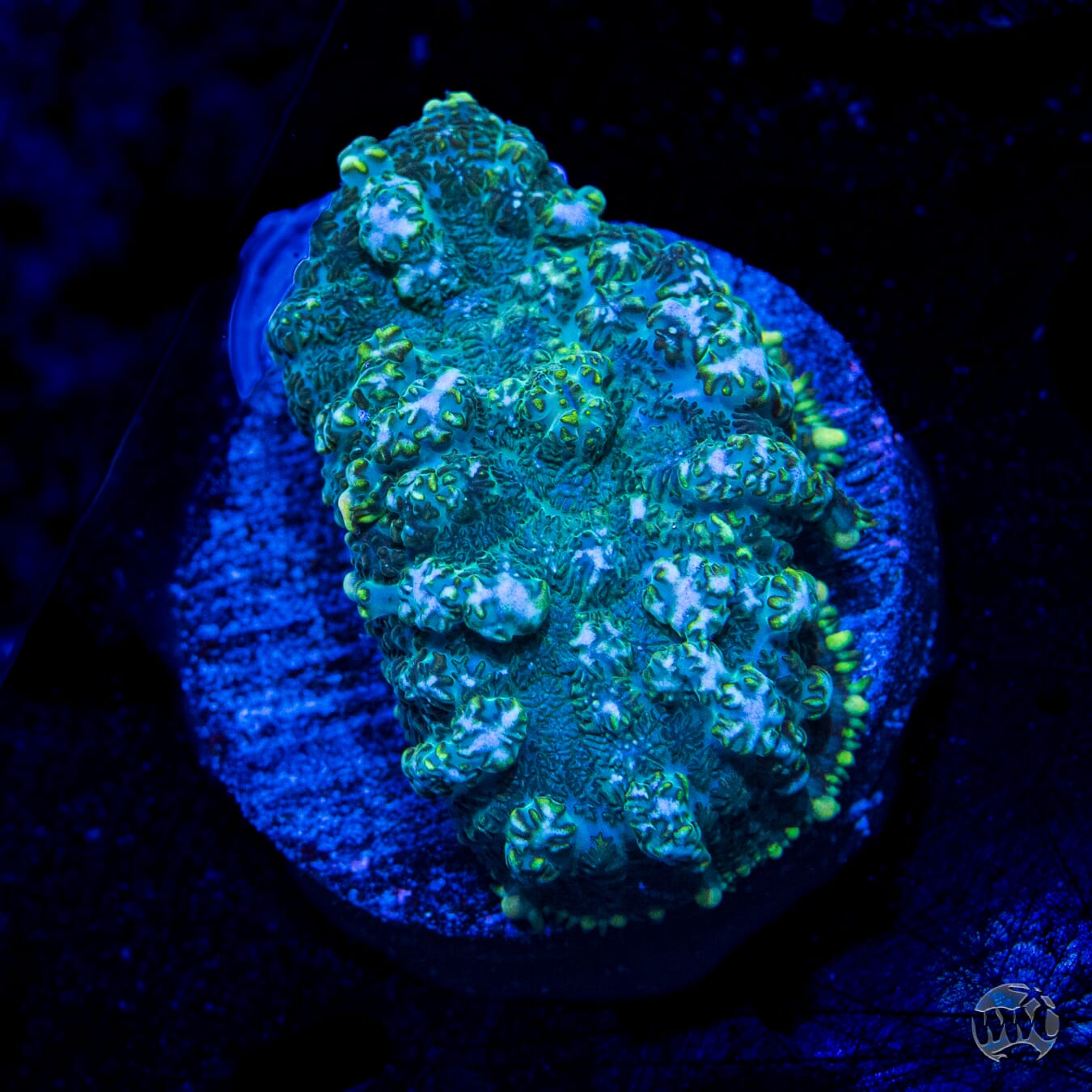 Bullfrog Rhodactis Mushroom