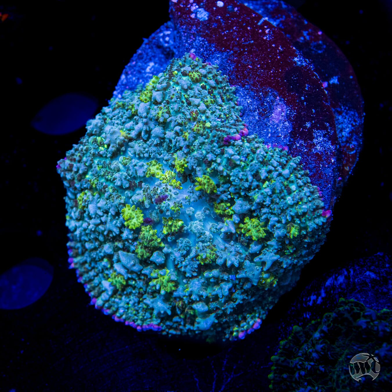 Jolly Hoss Carpet Rhodactis Mushroom